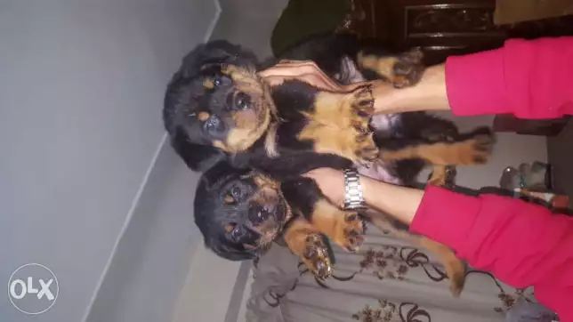 Rottwieler puppies