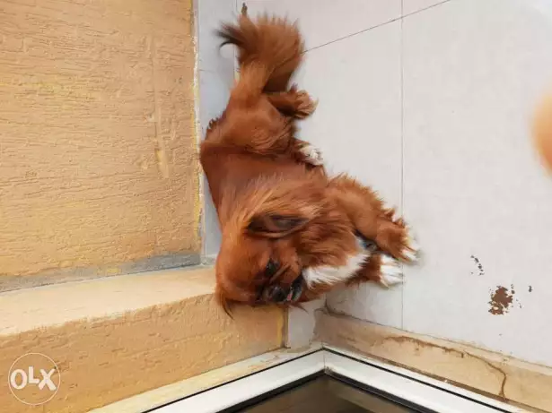 كلب بكنيز تقليب عالى جدا