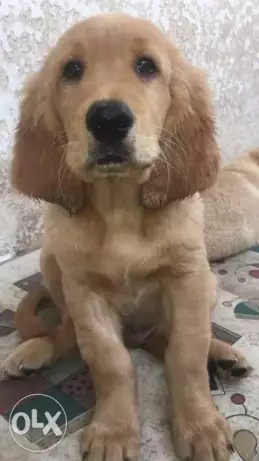 Golden puppies 70 days