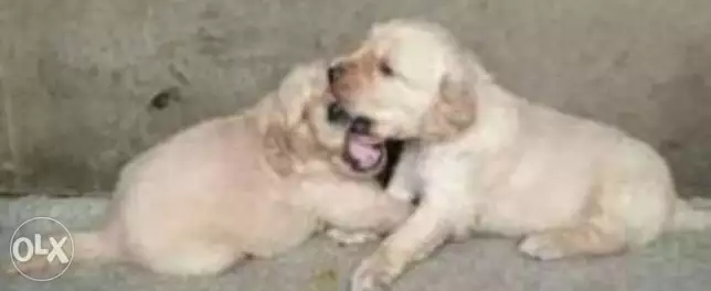 لابلادور جراوي