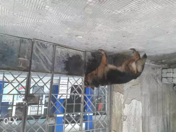 جيرمن شيبرد دكر للبيع تقليب عالى