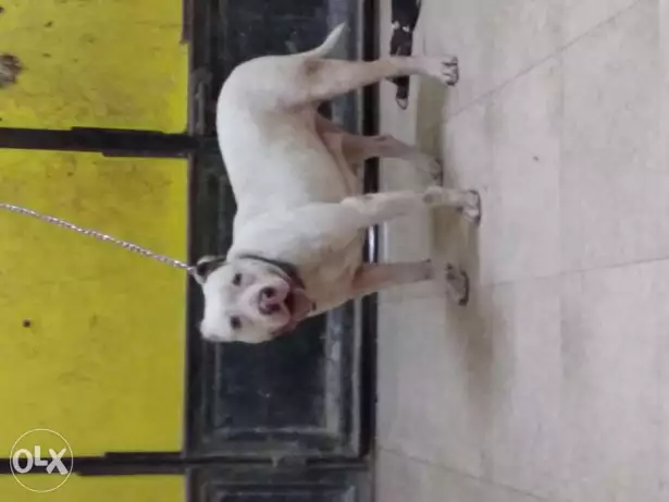 كلبه بيتبول