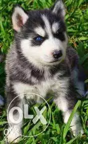 جراوي هاسكي Husky