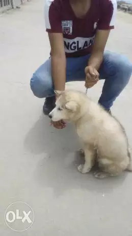 نتايه هاسكي بيور سن شهرين لون تلجي مطعمه لونج هير