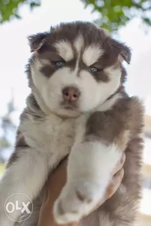 Husky famela