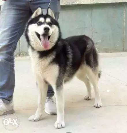 دكر هاسكى عندو ١٤ شهر مطعام كل الطعمات