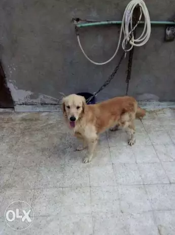 ذكر وانثه جولدن