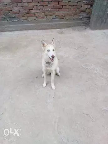 نتايه هاسكي للبيع ب 2500 عين زرقه و عين عسلي