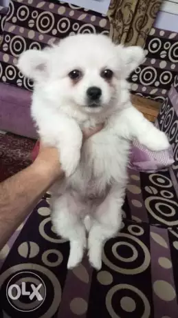 كلب لولو فرنسي 3 شهور