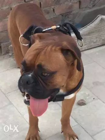 دكر بوكسر للبيع