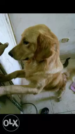 جولدن للبيع