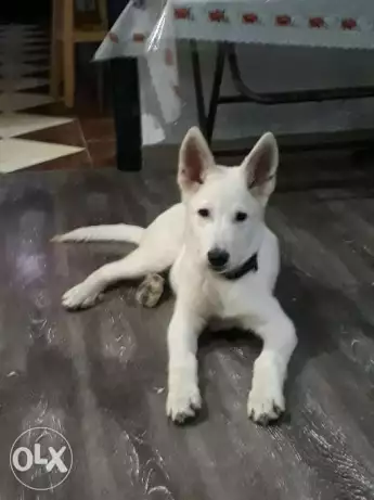 White Swiss Shepherd