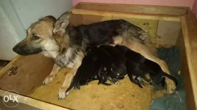 للبيع الام +8جراوي