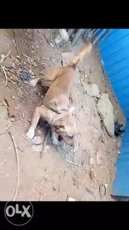 ذكر جولدن مستورد تقليب عالي بالختم في لسانة