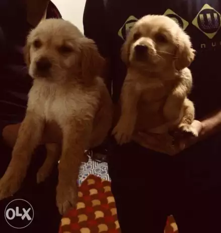 دكر و نتاية بيور جولدن ريتريفير