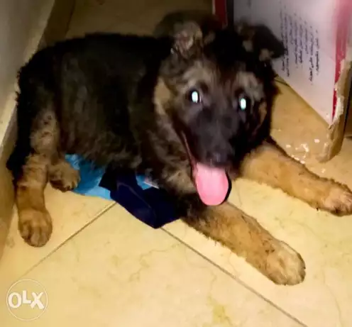 جرمن شبرد لونج هير انسا