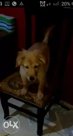 كلب كوكر اسبانى