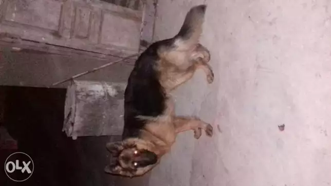 دكر جرمن 8شهور