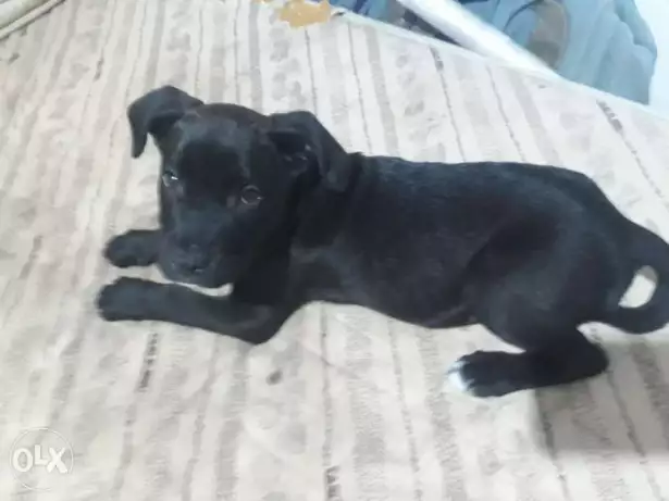 كلب بتبول علي بولي