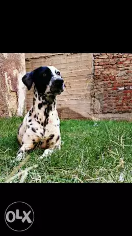 نتايه دلميشن سنه ونص مخلفه 7جراوى