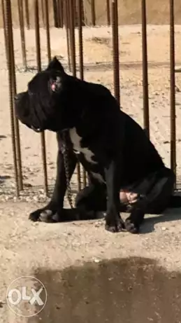 Female cane corso imported from Ukraine 3year with paper fci 56kg