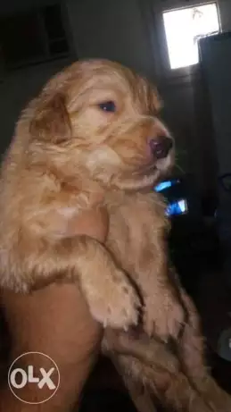 وصل اضخم جراوي جولدن