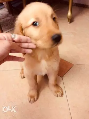Cute male golden retriever puppy for sale