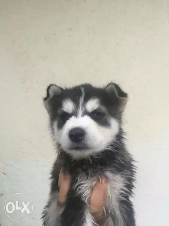 Huskey puppies for sale