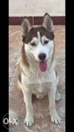 Husky