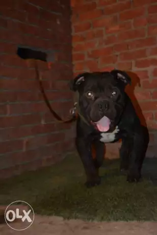 للزواج من اتقل الذكور البولى بسعر رمزى جدا ١٠٠٠ جنيه بيفرخ ابطال