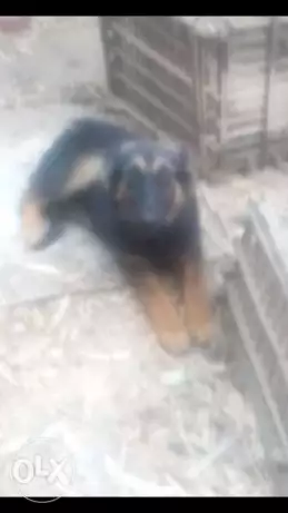 انثي للبيع جرمن