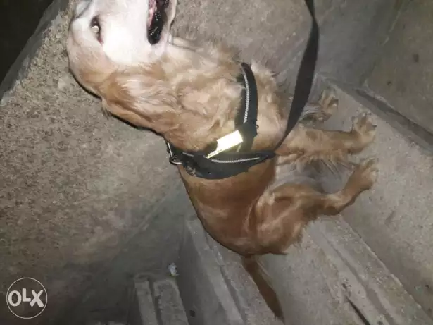 نتايه جولدن السعر 500ج