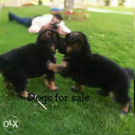 اجمل جراوي جيرمن شو لين أهالي وارد أوكرانيا بالأوراق