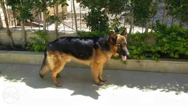 للبيع دكر ونتاية جيرمن شيبرد مواصفات عالية متدربين سرعة البيع ارجوكم