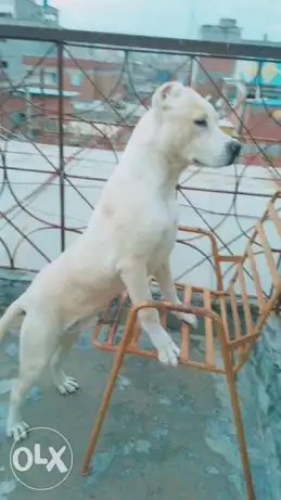 Pitbull on dogo argentino for sale 10 months old