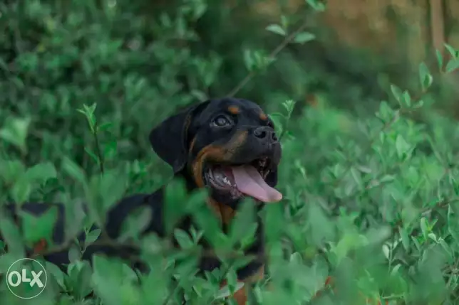Rottweiler months جرو روت 3 شهور دم أبطال