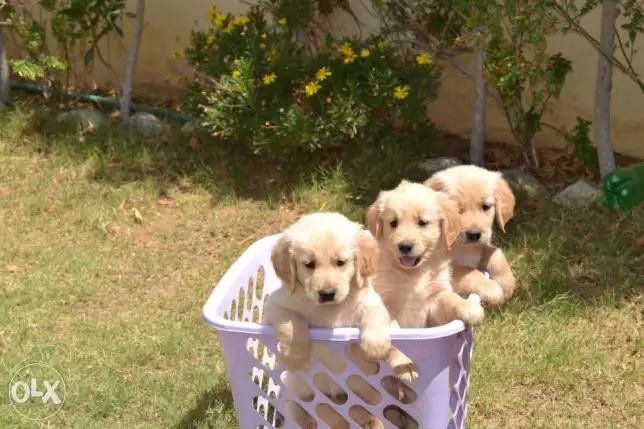 اخر دكر جولدن ريتريفر بيور