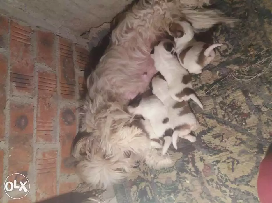 نتايه مني جريفون مختلفه قبل كدا