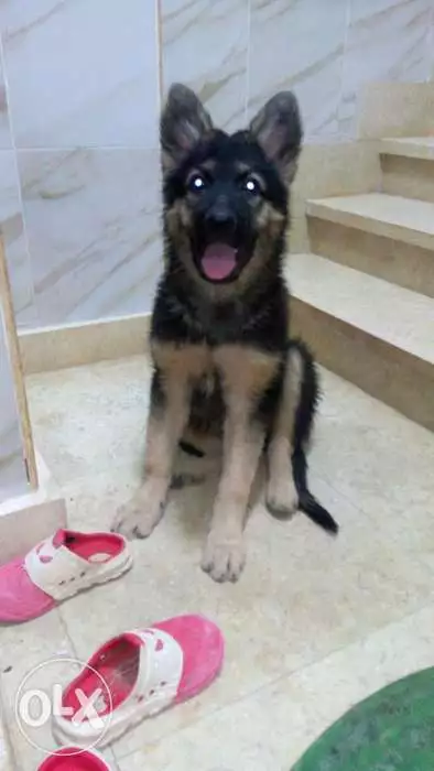 دكر جيرمن 3 شهور متطعم خماسي.و ثماني و جرعه ثماني تنشيطيه بالدفتر لونج هير كفوف عريضه شراسه فطريه. ماسك.اسود مخنصر قدام