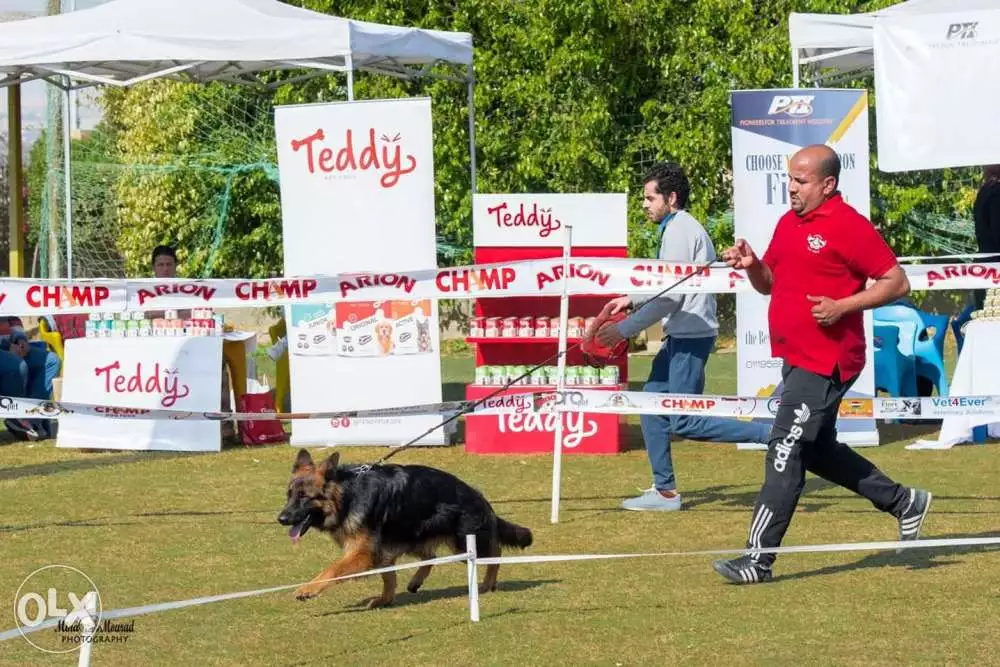كلبه جيرمن سنه ميكروشيب وبيدجري فازت مركز اول في ميجا شو ومركز تالت في ekf والمفروض هتتجوز في شهر ٨