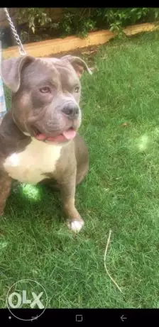 Male American Bully
