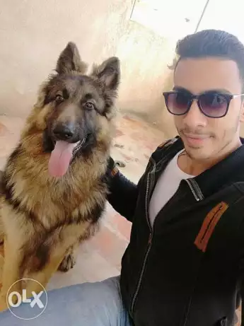 كلب بلجيكي تقليب عالي للبيع بسبب عدم التفرغ