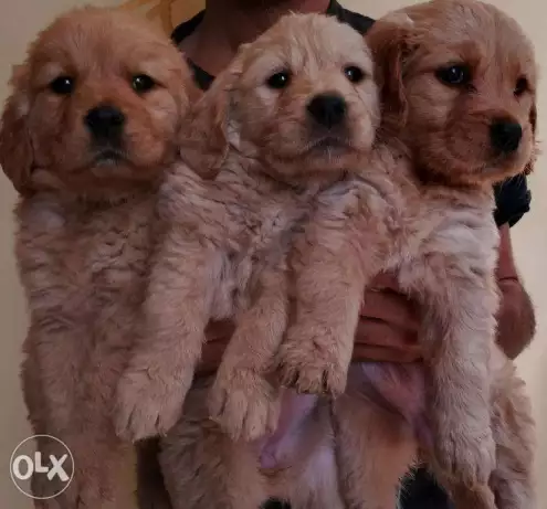 جراء جولدن golden retriever puppies