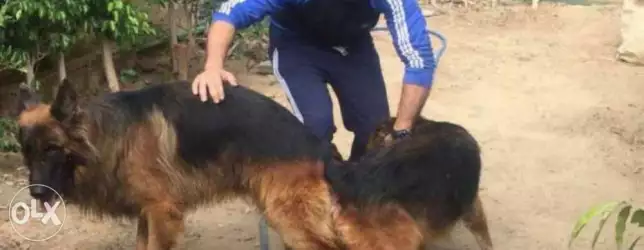 لو عاوز كلب جيرمن صغير لم يكبر يشرفك كلمني