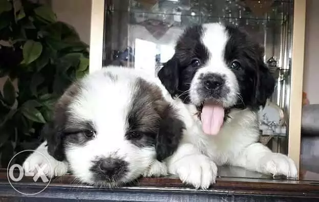 Puppies saint bernard