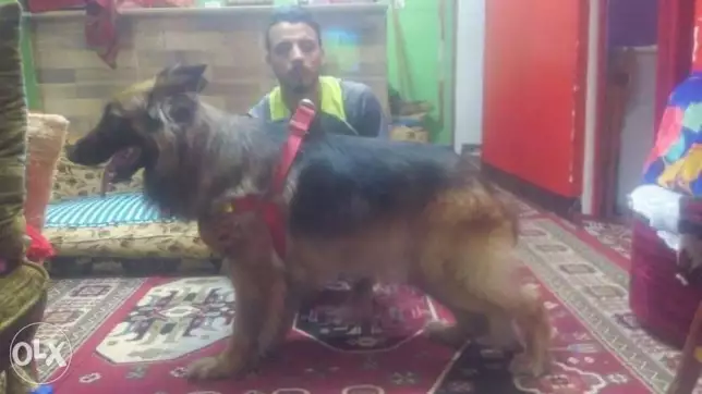 دكر جيرمين سنه و8شهور