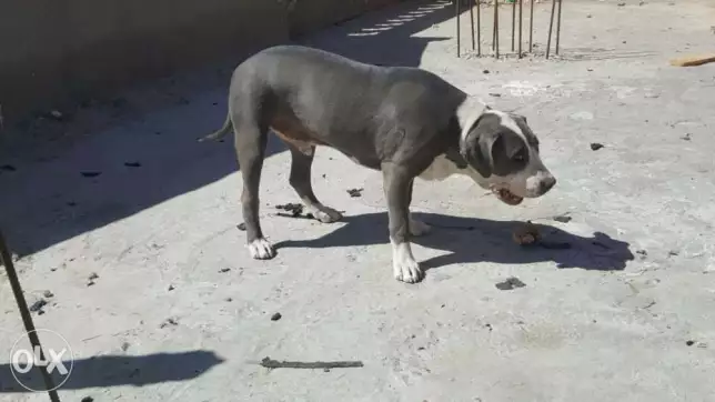 كلب بيتبول ذكر. 7 شهور بيور.متطعم.للبيع او البدل ب روت فايلر.