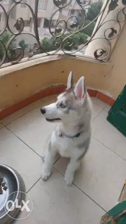 Siberian Husky Puppy “Pedigree” sir: Gr Ch of Egy