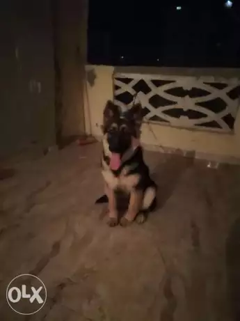 الاسكندريه