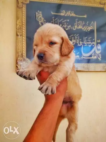 للبيع جراوي جولدن